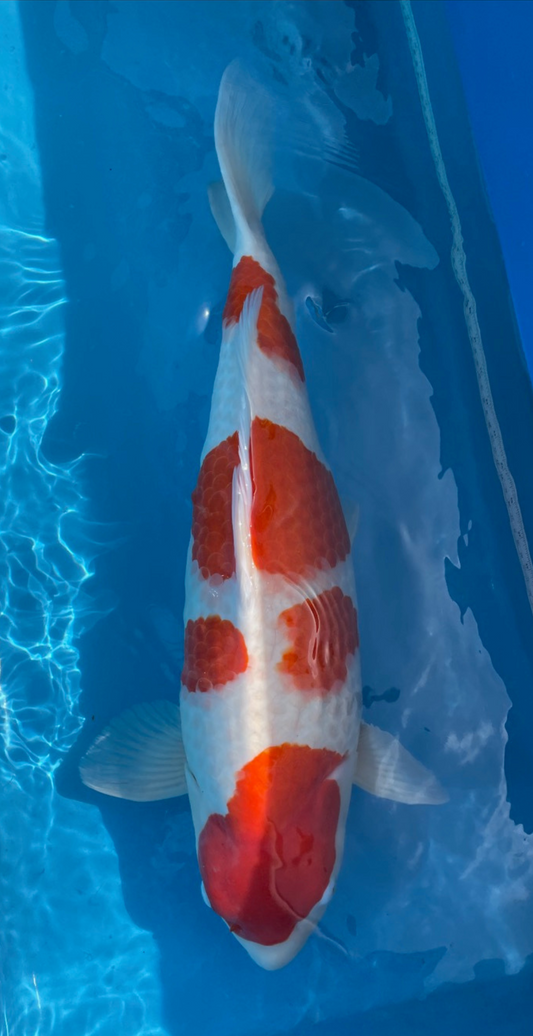 Kohaku